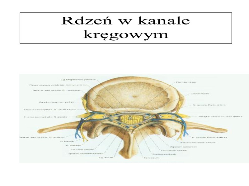 Rdzeń w kanale kręgowym